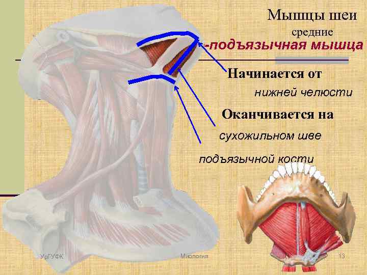 Мышцы шеи средние Челюстно-подъязычная мышца Начинается от нижней челюсти Оканчивается на сухожильном шве подъязычной