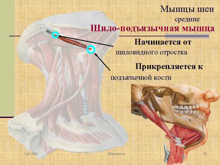 Мышцы шеи фото с описанием