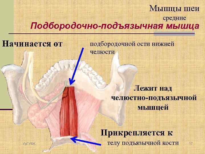 Мышцы шеи средние Подбородочно-подъязычная мышца Начинается от подбородочной ости нижней челюсти Лежит над челюстно-подъязычной