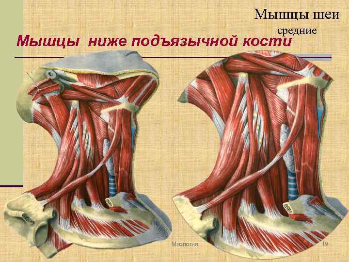 Мышцы шеи средние Мышцы ниже подъязычной кости Миология 19 