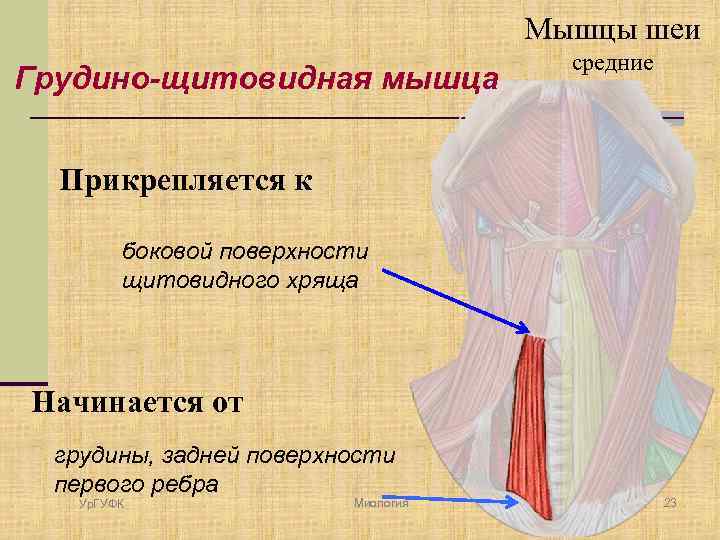 Кивательная мышца шеи расположение фото