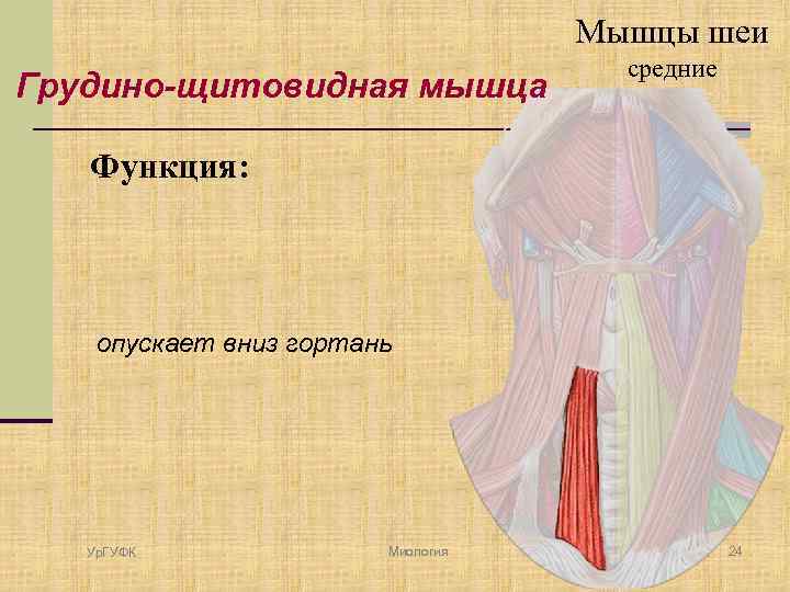 Мышцы шеи Грудино-щитовидная мышца средние Функция: опускает вниз гортань Ур. ГУФК Миология 24 