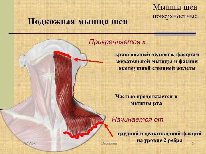 Подкожная эмфизема шеи фото