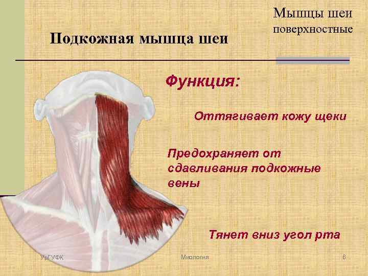 Мышцы шеи Подкожная мышца шеи поверхностные Функция: Оттягивает кожу щеки Предохраняет от сдавливания подкожные
