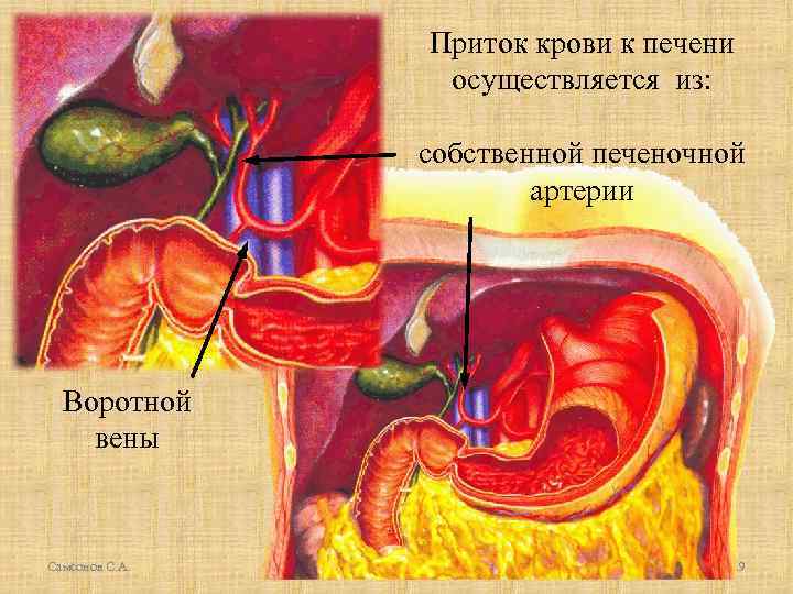 Приток крови к печени осуществляется из: собственной печеночной артерии Воротной вены Самсонов С. А.