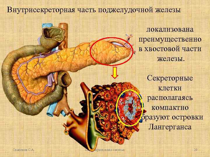 Внутрисекреторная часть поджелудочной железы локализована преимущественно в хвостовой части железы. Секреторные клетки располагаясь компактно