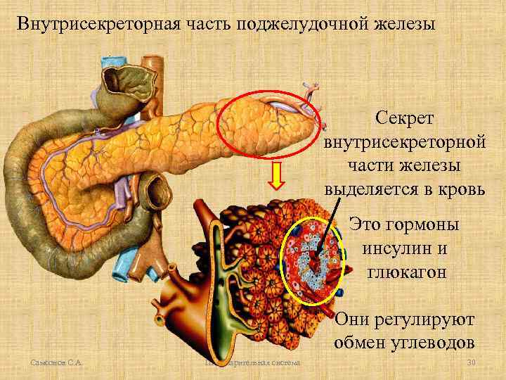 Внутрисекреторная часть поджелудочной железы Секрет внутрисекреторной части железы выделяется в кровь Это гормоны инсулин