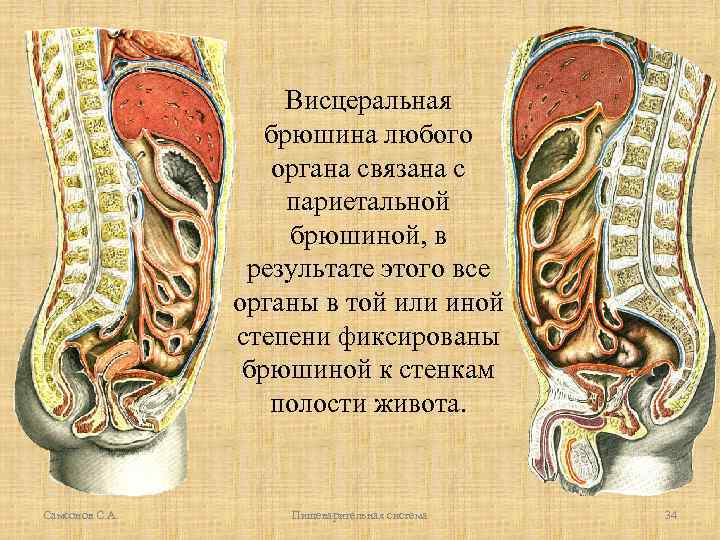 Висцеральная брюшина любого органа связана с париетальной брюшиной, в результате этого все органы в