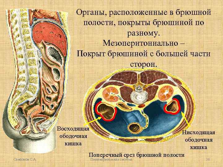 Органы, расположенные в брюшной полости, покрыты брюшиной по разному. Мезоперитониально – Покрыт брюшиной с