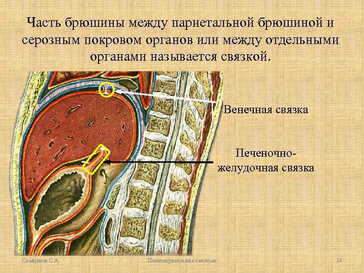 Часть брюшины между париетальной брюшиной и серозным покровом органов или между отдельными органами называется