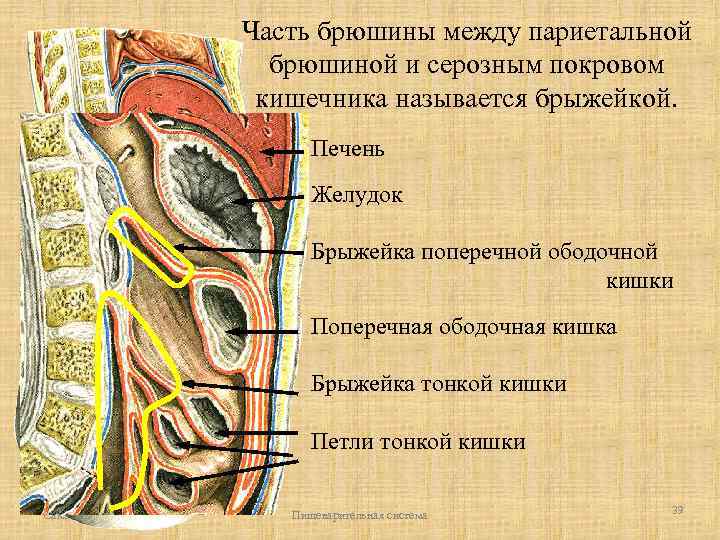 Брыжейка кишечника рисунок