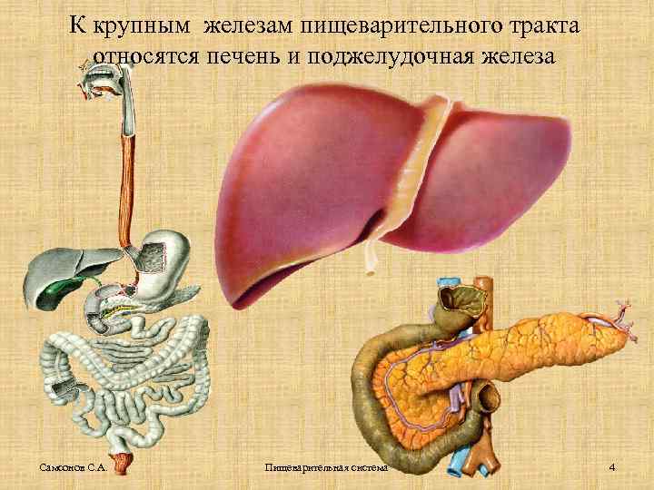 К крупным железам пищеварительного тракта относятся печень и поджелудочная железа Самсонов С. А. Пищеварительная