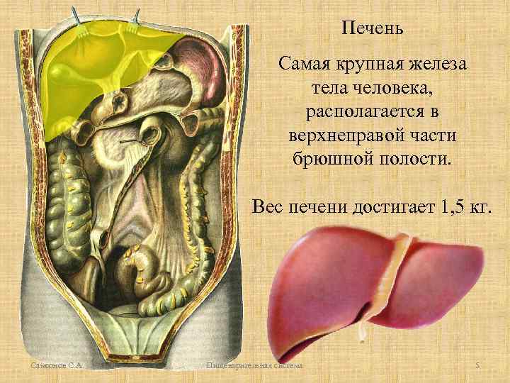 Печень Самая крупная железа тела человека, располагается в верхнеправой части брюшной полости. Вес печени