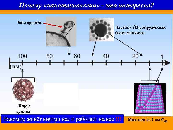 Почему «нанотехнологии» - это интересно? бактериофаг Частица Au, окружённая более мелкими Вирус гриппа Наномир