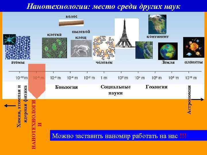 Нанотехнологии: место среди других наук волос пылевой клещ человек Биология НАНОТЕХНОЛОГИ И Химия, атомная