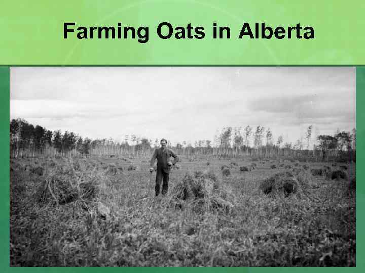 Farming Oats in Alberta 
