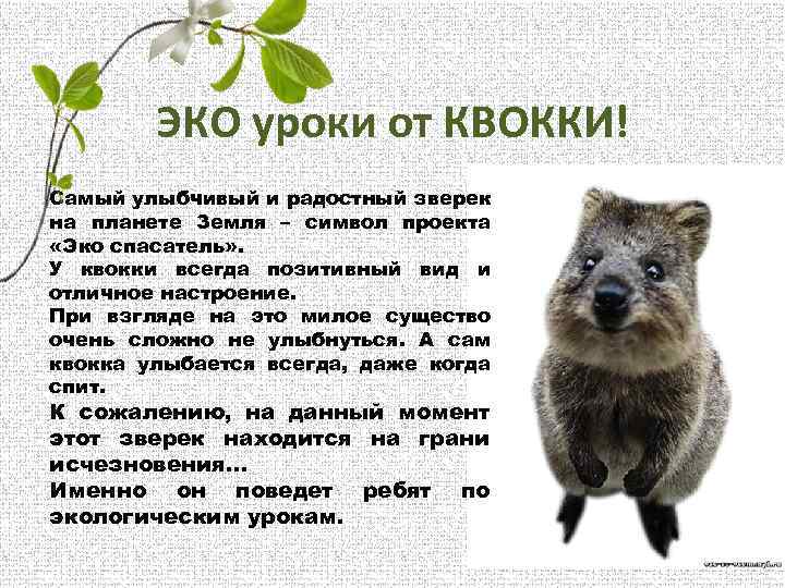 ЭКО уроки от КВОККИ! Самый улыбчивый и радостный зверек на планете Земля – символ