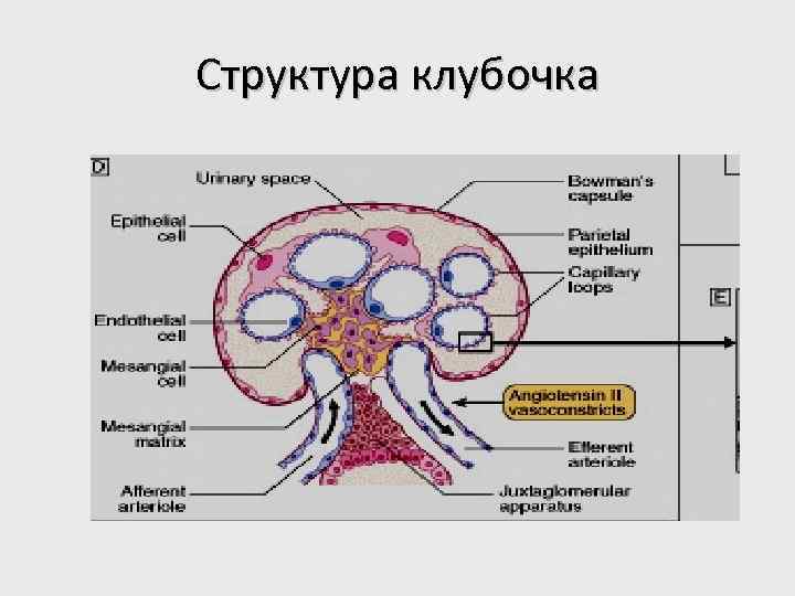 Структура клубочка 