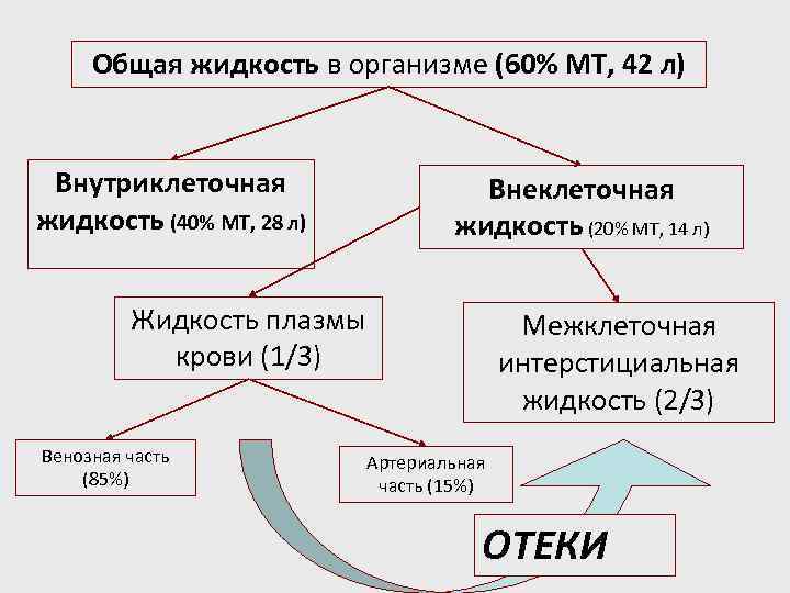 Общая жидкость в организме (60% МТ, 42 л) Внутриклеточная жидкость (40% МТ, 28 л)