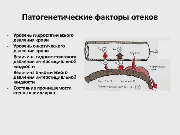 Патогенетические факторы отеков - Уровень гидростатического давления крови - Уровень онкотического давления крови -