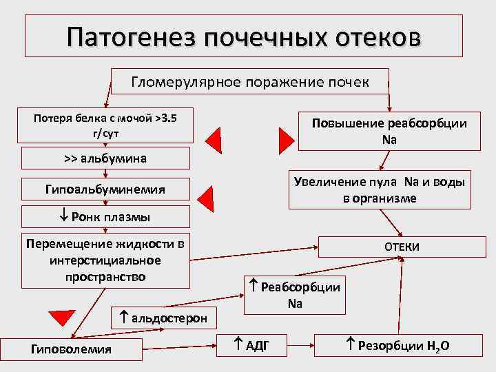 Патогенез почечных отеков Гломерулярное поражение почек Потеря белка с мочой >3. 5 г/сут Повышение