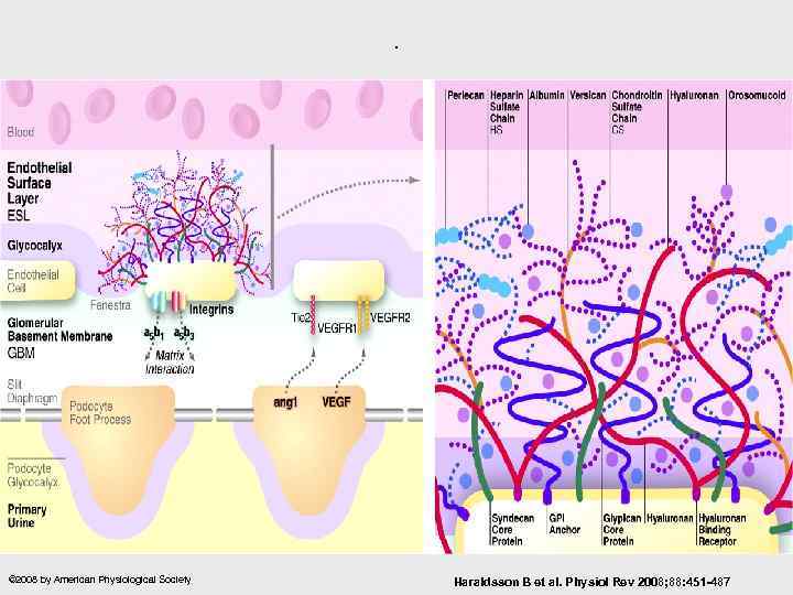 . © 2008 by American Physiological Society Haraldsson B et al. Physiol Rev 2008;