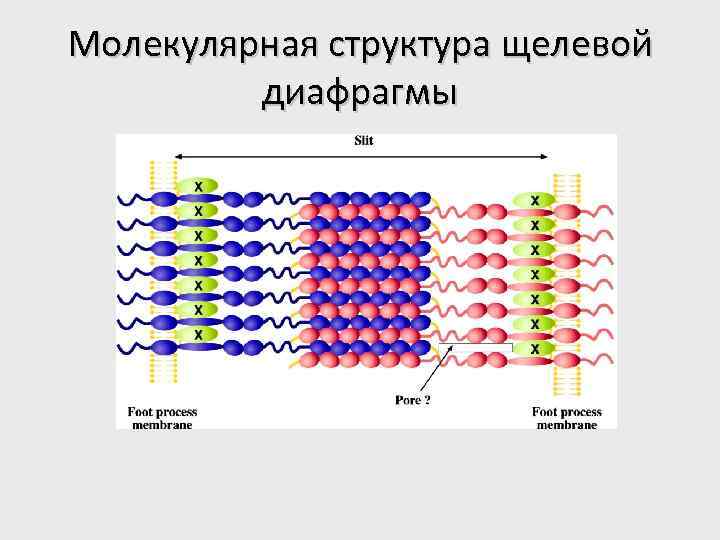 Молекулярная структура щелевой диафрагмы 