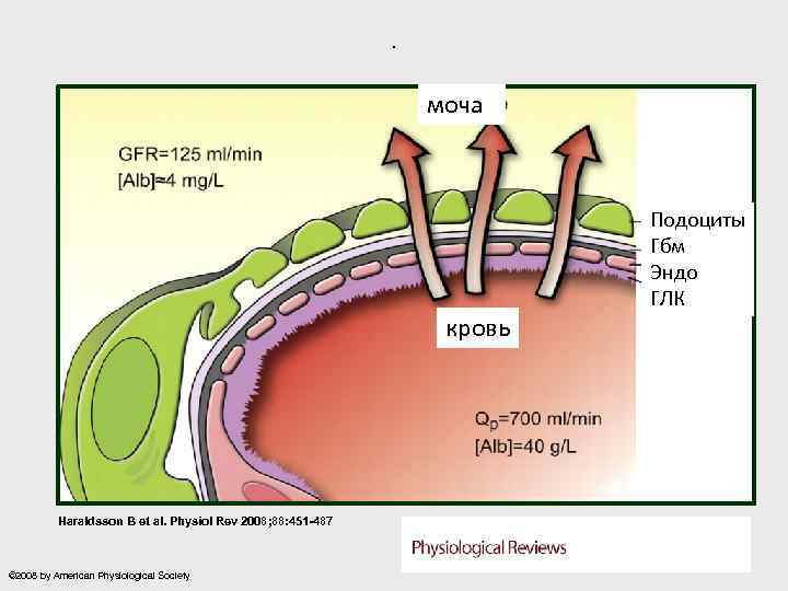 . моча кровь Haraldsson B et al. Physiol Rev 2008; 88: 451 -487 ©