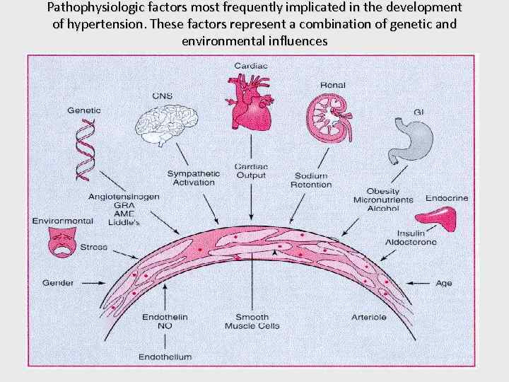 Pathophysiologic factors most frequently implicated in the development of hypertension. These factors represent a