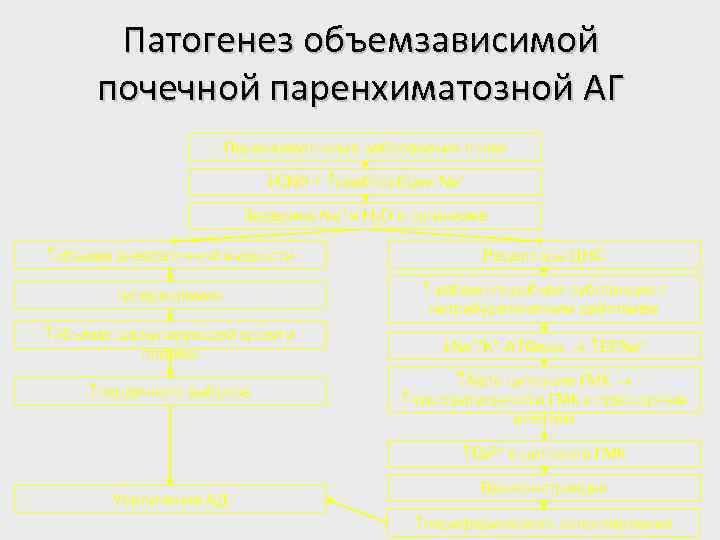 Патогенез объемзависимой почечной паренхиматозной АГ Паренхиматозные заболевания почек СКФ + реабсорбции Na+ Задержка Na+