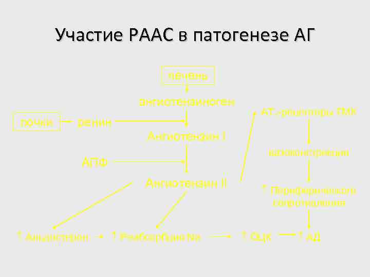 Участие РААС в патогенезе АГ печень ангиотензиноген почки ренин АТ 1 -рецепторы ГМК Ангиотензин