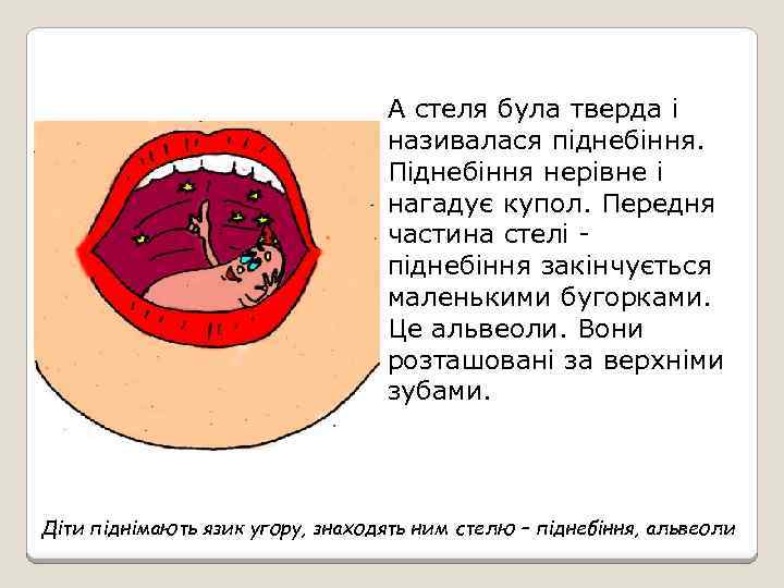 А стеля була тверда і називалася піднебіння. Піднебіння нерівне і нагадує купол. Передня частина