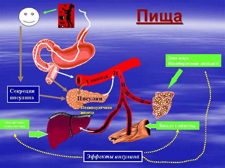 Пища Депо жира Ингибирование липолиза Г И Инсулин Поджелудочная Г железа И Г Ограничение
