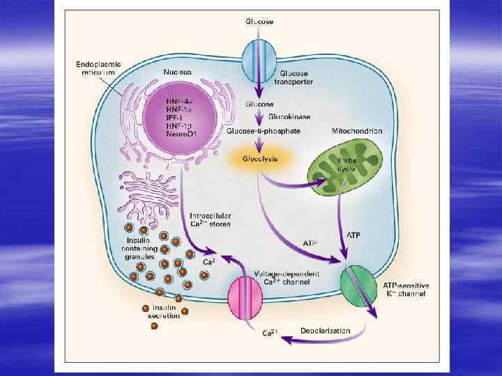 Синтез инсулина 