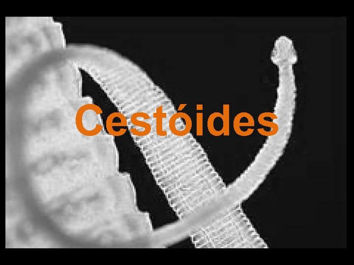 Cestóides 