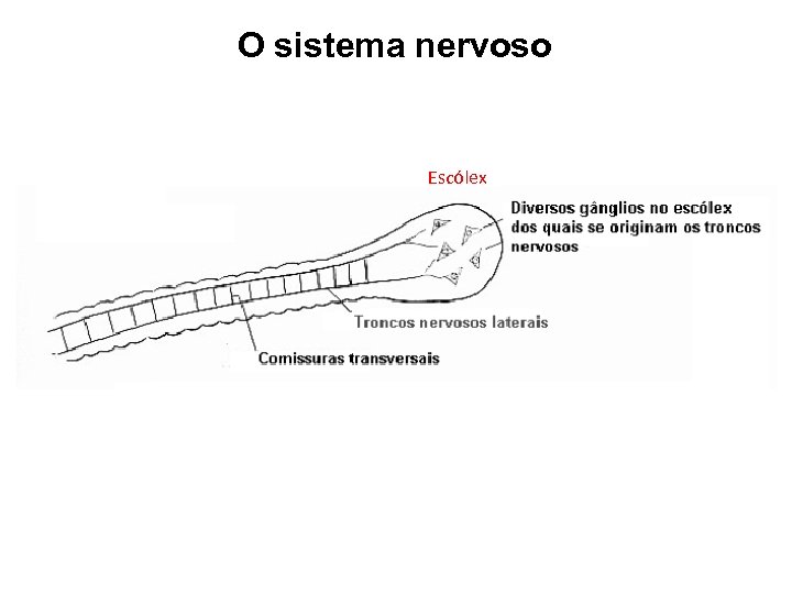 O sistema nervoso Escólex 