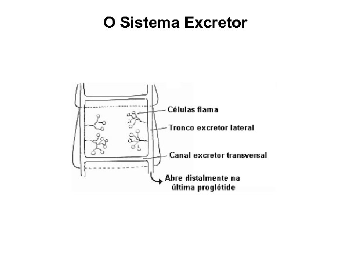 O Sistema Excretor 