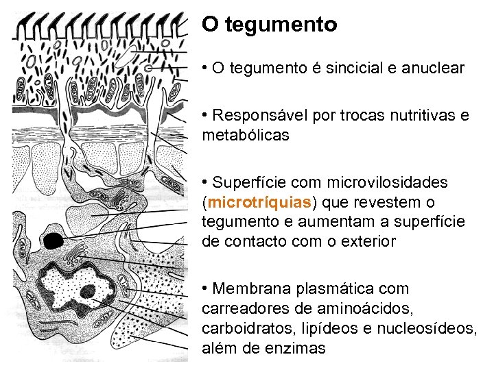 O tegumento • O tegumento é sincicial e anuclear • Responsável por trocas nutritivas