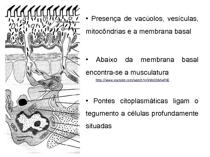  • Presença de vacúolos, vesículas, mitocôndrias e a membrana basal • Abaixo da