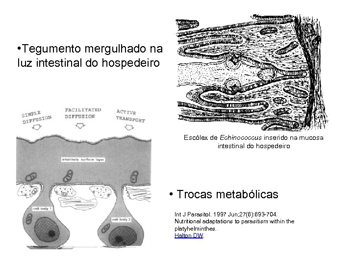  • Tegumento mergulhado na luz intestinal do hospedeiro Escólex de Echinococcus inserido na