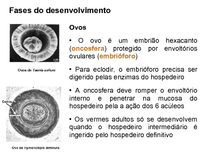 Fases do desenvolvimento Ovos • O ovo é um embrião hexacanto (oncosfera) protegido por