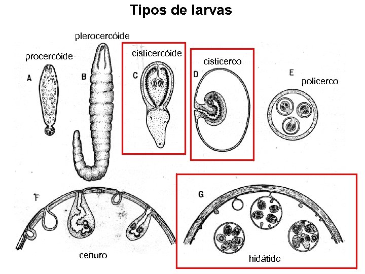 Tipos de larvas plerocercóide cisticercóide procercóide cisticerco policerco cenuro hidátide 