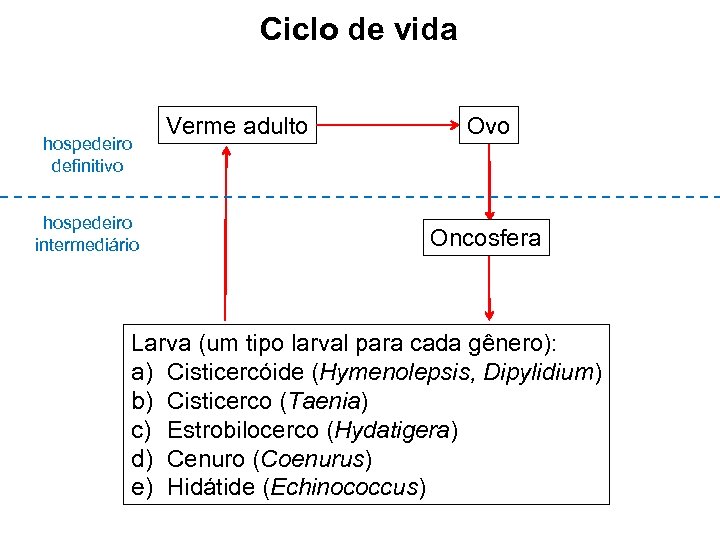 Ciclo de vida hospedeiro definitivo hospedeiro intermediário Verme adulto Ovo Oncosfera Larva (um tipo