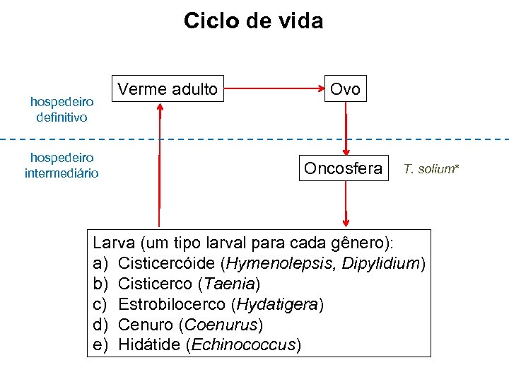 Ciclo de vida hospedeiro definitivo hospedeiro intermediário Verme adulto Ovo Oncosfera T. solium* Larva