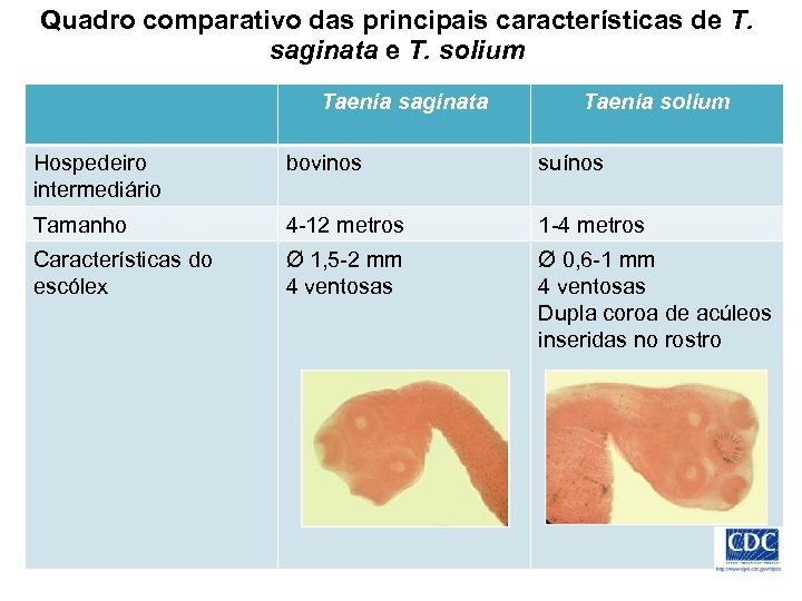 Quadro comparativo das principais características de T. saginata e T. solium Taenia saginata Taenia