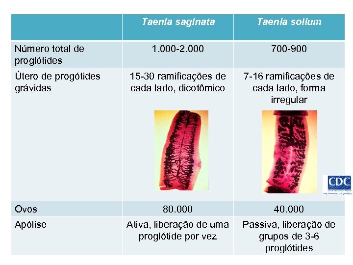 Taenia saginata Número total de proglótides Útero de progótides grávidas Ovos Apólise Taenia solium