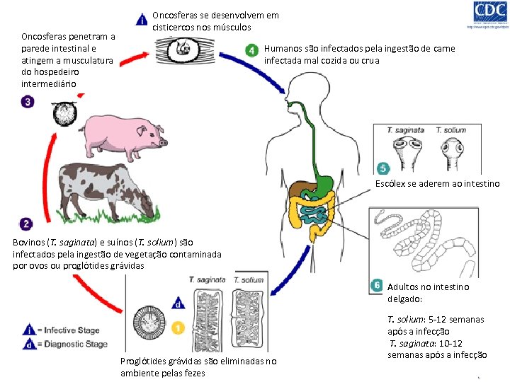 Oncosferas penetram a parede intestinal e atingem a musculatura do hospedeiro intermediário Oncosferas se