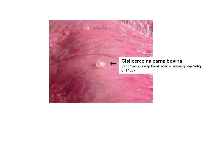 Cisticerco na carne bovina (http: //www. unesp. br/int_noticia_imgesq. php? artig o=1433) 