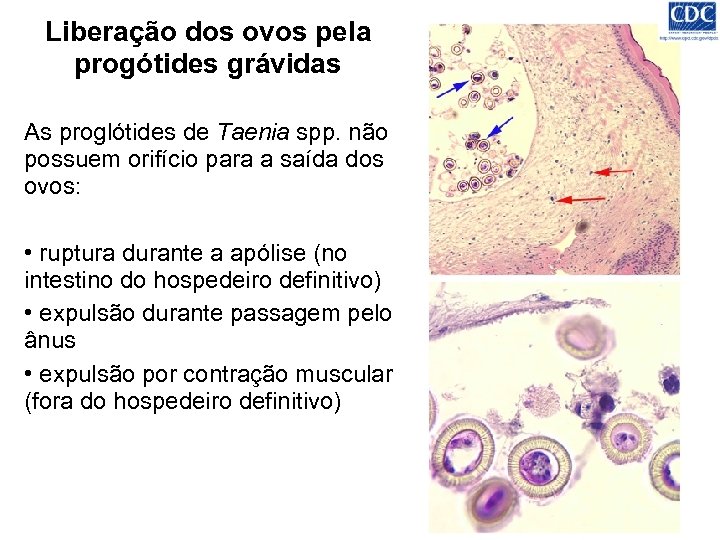 Liberação dos ovos pela progótides grávidas As proglótides de Taenia spp. não possuem orifício