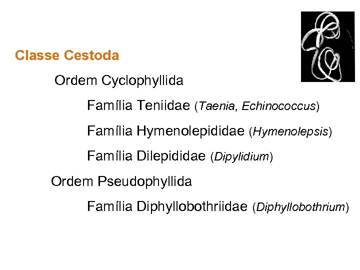 Classe Cestoda Ordem Cyclophyllida Família Teniidae (Taenia, Echinococcus) Família Hymenolepididae (Hymenolepsis) Família Dilepididae (Dipylidium)